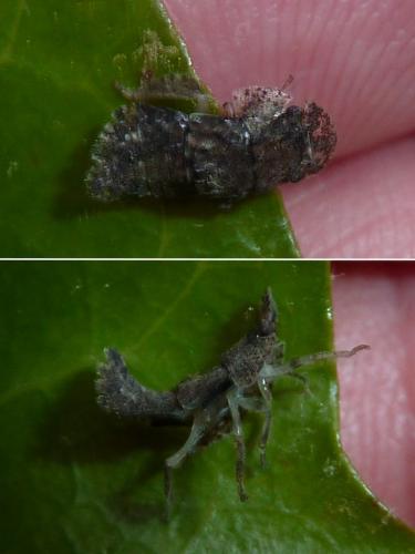 Ledra aurita